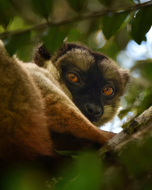 Crowned Lemur, Madagascar