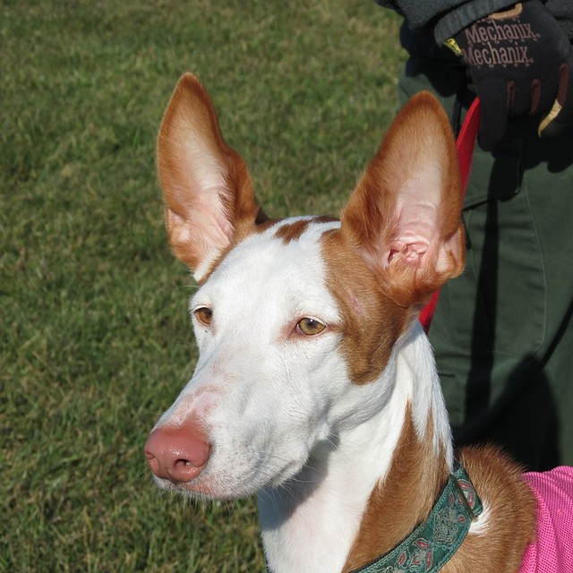 The Graceful and Charismatic Ibizan Hound: A Look into the Breed's History and Characteristics