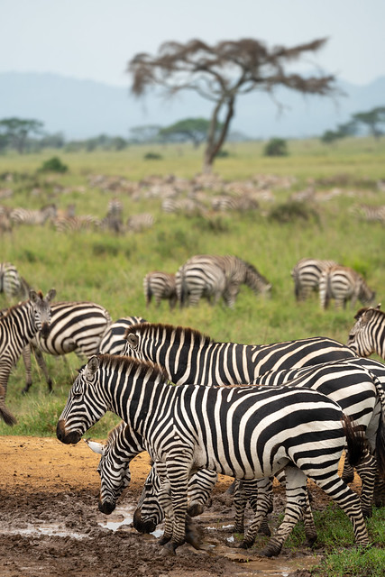 Huge herd of zebras walk down a muddy dirt track road in Serengeti National Park