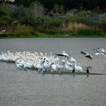 Pelican landing 