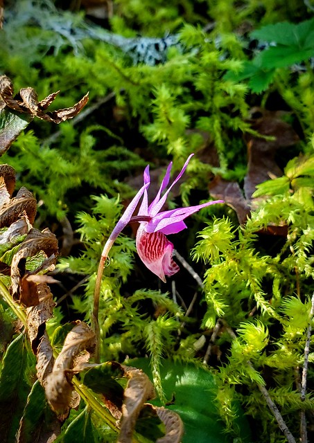 Wild Calypso Orchid - Springtime in the Oregon Cascade Foothills