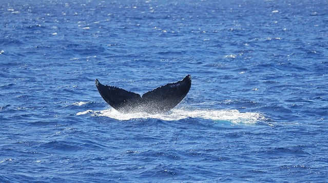 The Humpback Whales (Koholā) are back in Hawaii! First whale watching tour this season. 🐋🐳🌈🌴🌊 #Hawaii #travel #visitHawaii #exploreHawaii #WaikikiHawaii #OahuHawaii #Oahu #Whale #WhaleSeason #HumpbackWhale #Waikiki #Hu