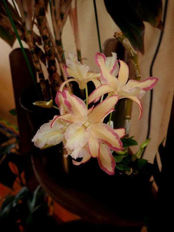 joyeux noel à tous - Les orchidées chez Cloo en 2024 53442482628_691071e44c_c