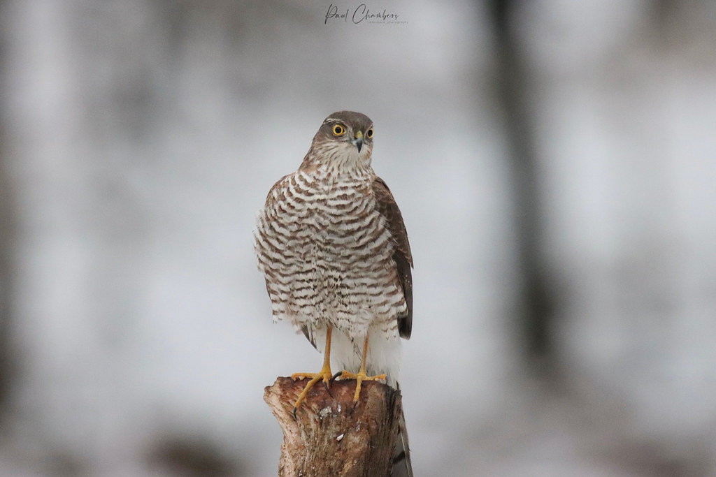 Sparrowhawk in the snow