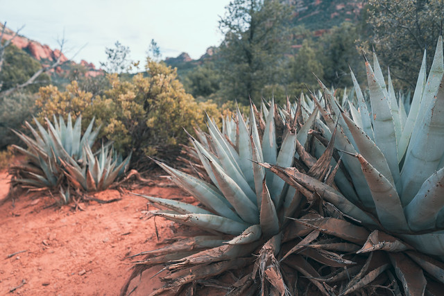 Desert Aloe plants growing in the Sedona Valley in Arizona USA