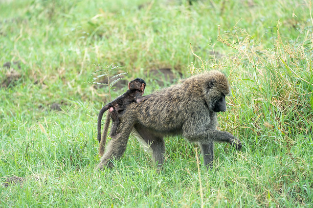 Baboon monkey primate with a baby on his back - Serengeti National Park Tanzania