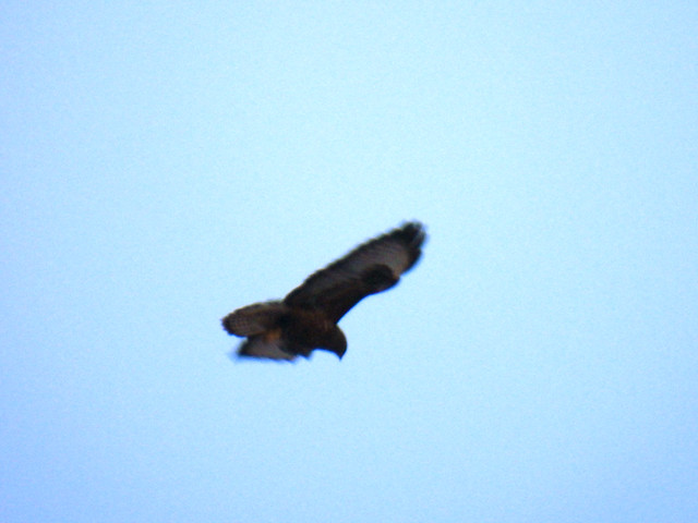 Common buzzard, Buteo buteo, Ormvråk