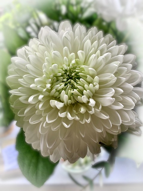Chrysanthemum for Angela 😭