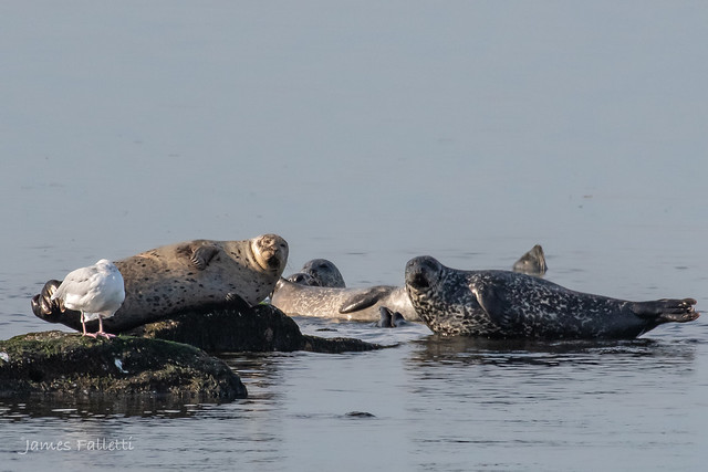 Jersey Shore Seals