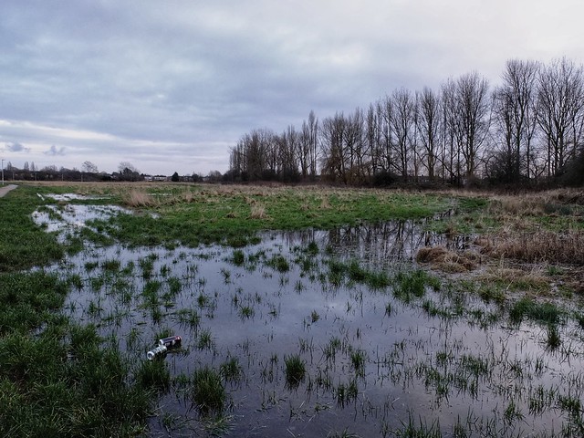 Flooded meadow