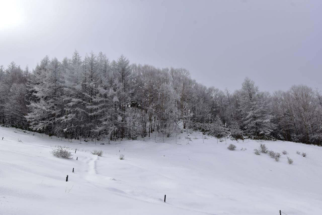 【南アルプス】入笠山 霧氷が美しい冬の雪山登山（電車・バス利用）