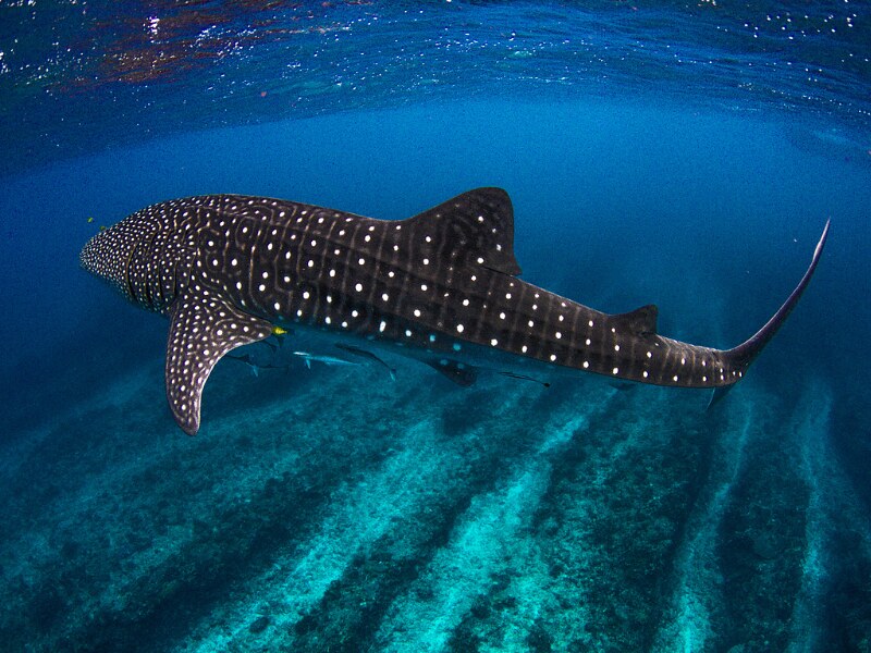 whale shark tours from Holbox - 5