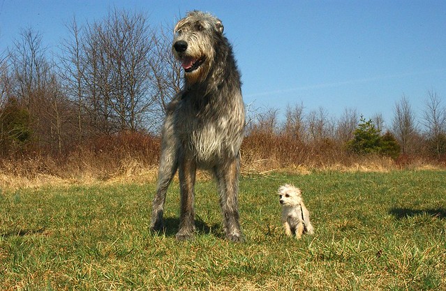 Unraveling the History and Characteristics of the Majestic Irish Wolfhound
