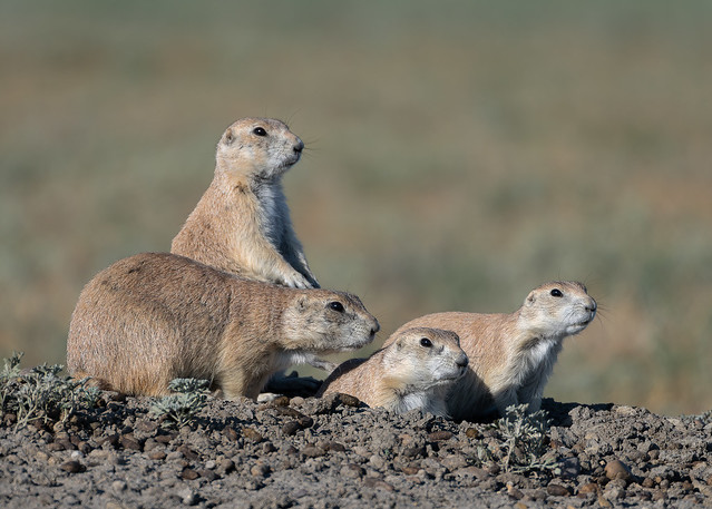 Prairie Dogs on the lookout, Grasslands National Park, Saskatchewan.