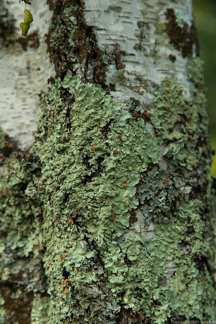 Lichen on a Tree