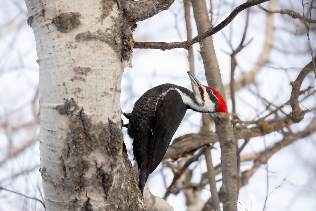 The Pileated Woodpecker takes a quick pause from tree drumming.