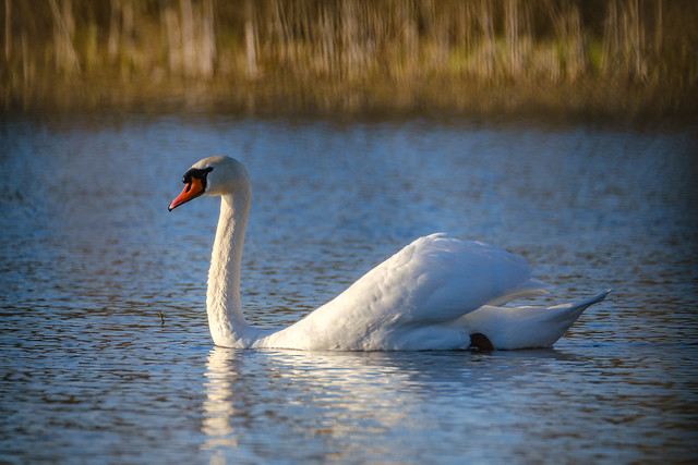 The mute swan (Cygnus olor) swimming in the pond