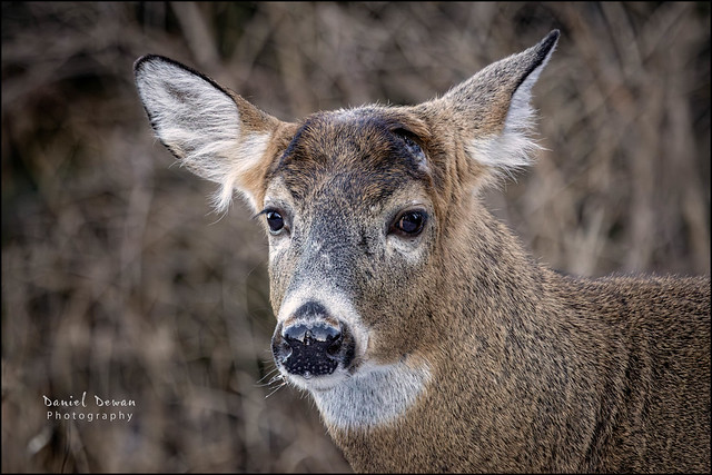 Young Deer - 4-366 2024