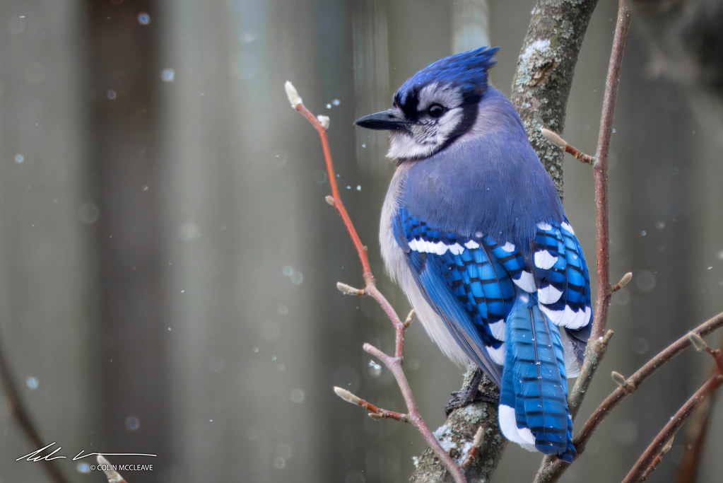 BLUE JAY AND SNOW-MAY 2020-DSC_5275-SIG
