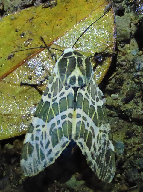 Tiger Moth (Hypercompe laeta)