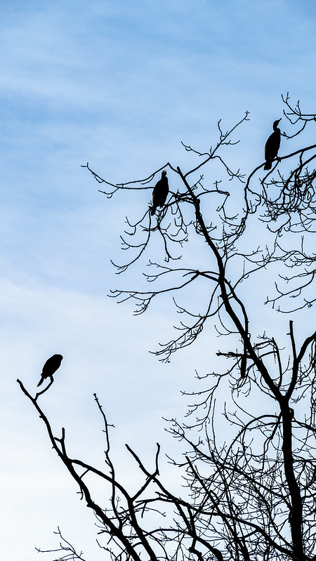 Cormorants high in tree, Shrewsbury