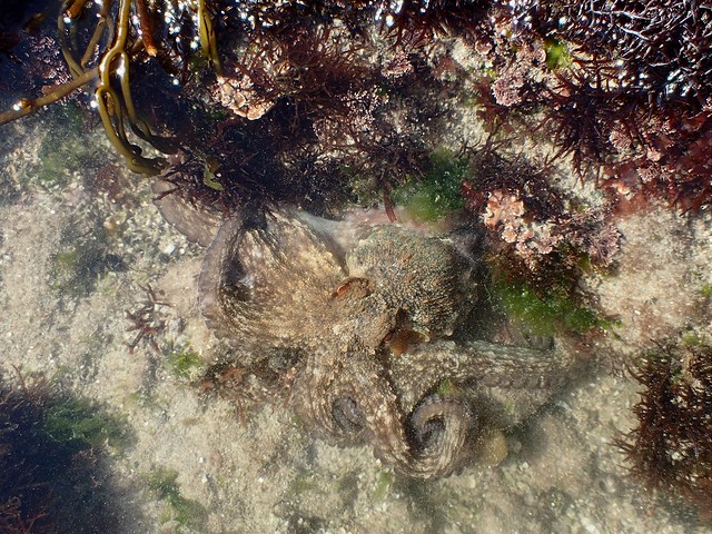 Octopus vulgaris - Pieuvre commune ou Poulpe commun - Common octopus - 20/04/23