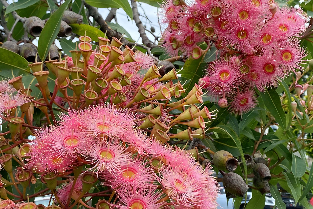 Gum flowers and nuts