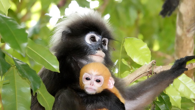Tarutao Dusky Langur (Trachypithecus obscurus carbo) with baby ©