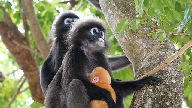 Tarutao Dusky Langur (Trachypithecus obscurus carbo) with baby ©