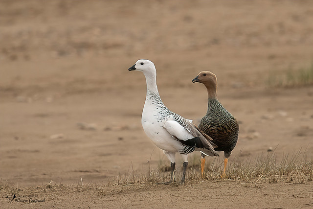 My first duo of Upland Geese ♂ and ♀