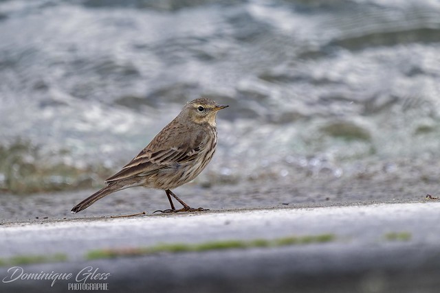 Pipit spioncelle - Water Pipit