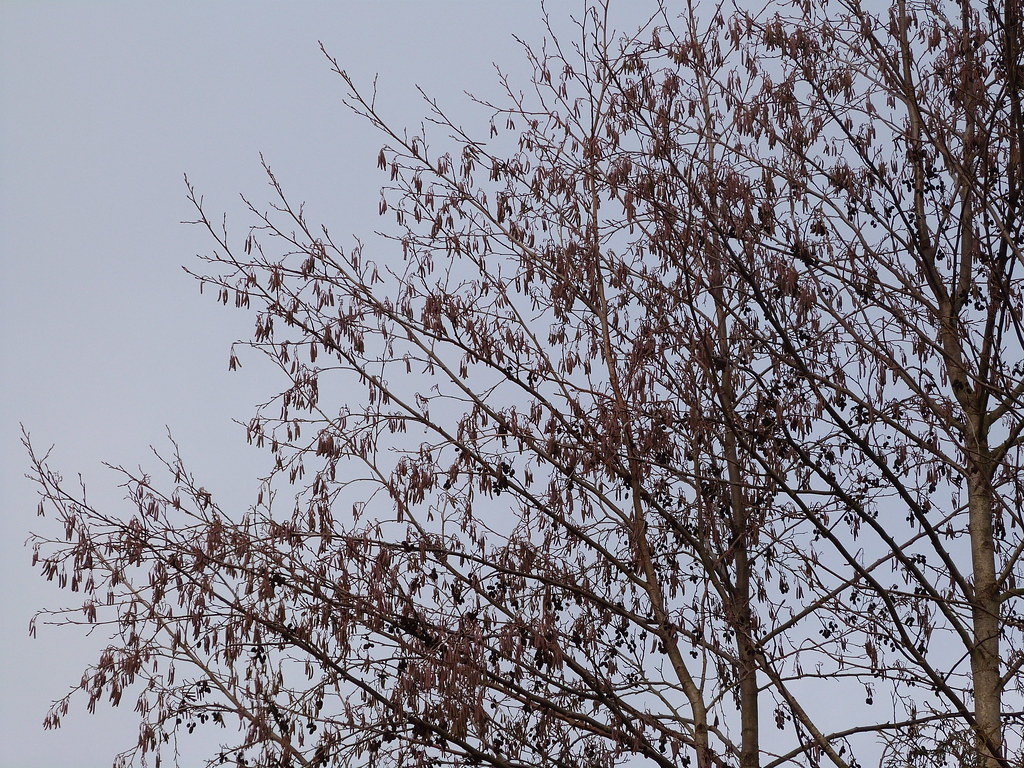 my alder tree in early january