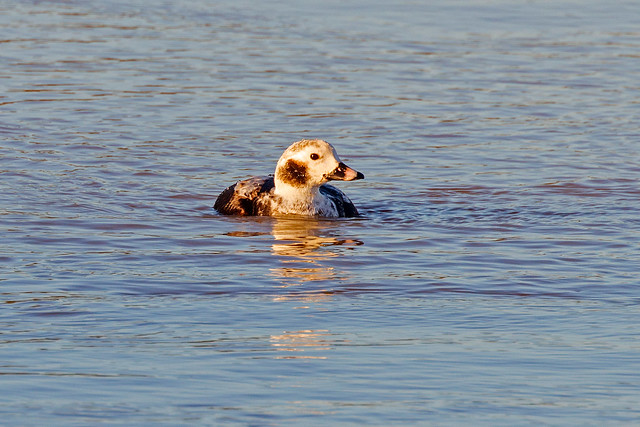Long Tailed Duck Rimac Linconshire England January 2024