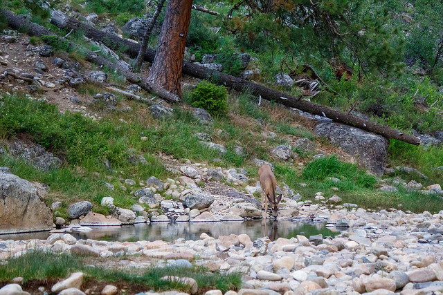 Deer Appreciating the Warm Water at Trail Flat Hot Springs - Hot Bubble Number One