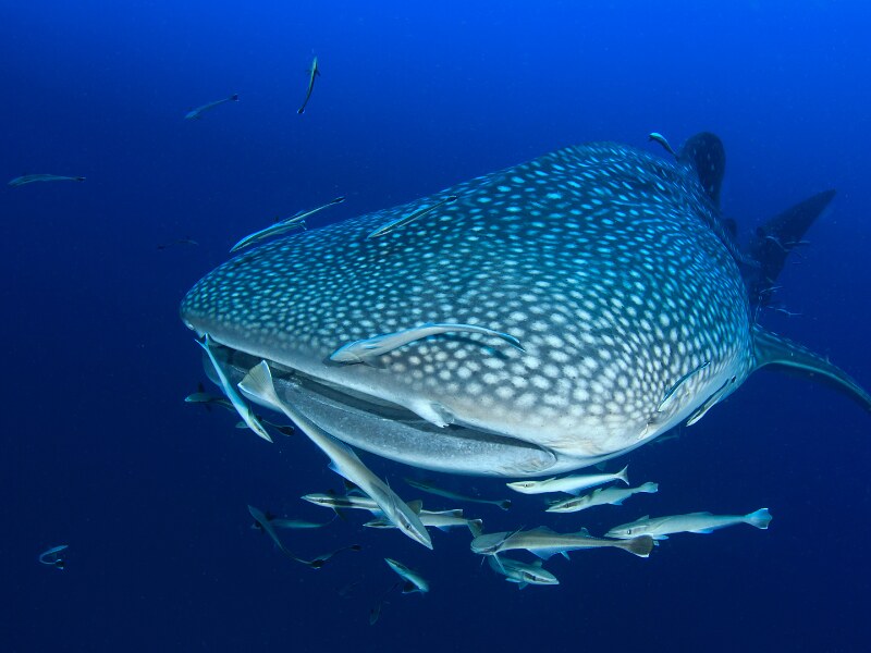 whale shark tours from Holbox - 6