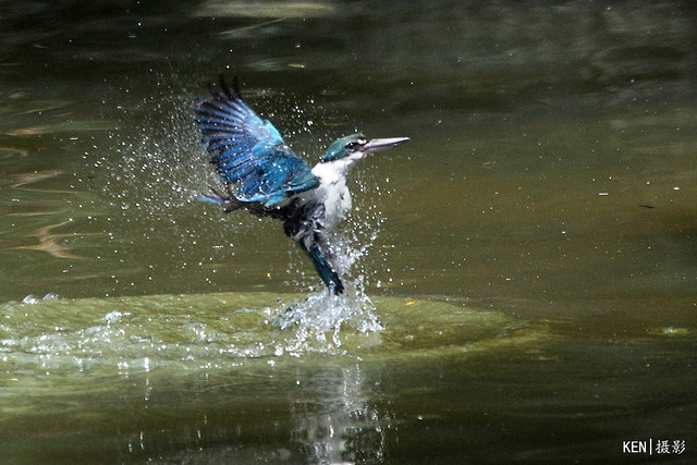 White Collared Kingfisher out of water