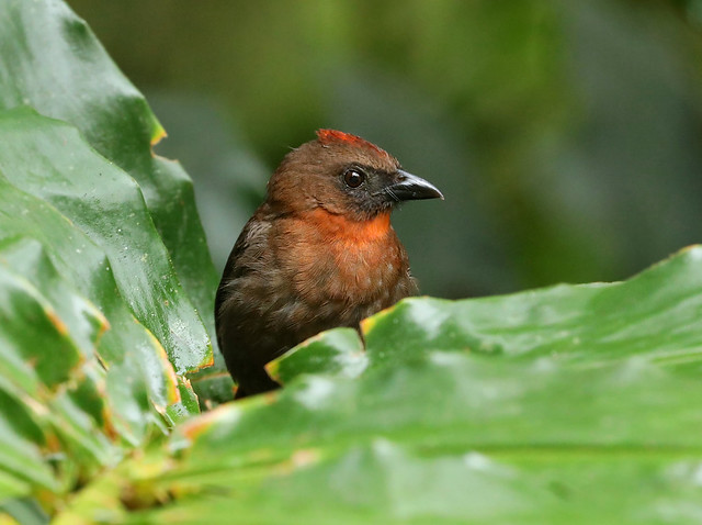 Red-throated Ant-tanager --- Habia fuscicauda