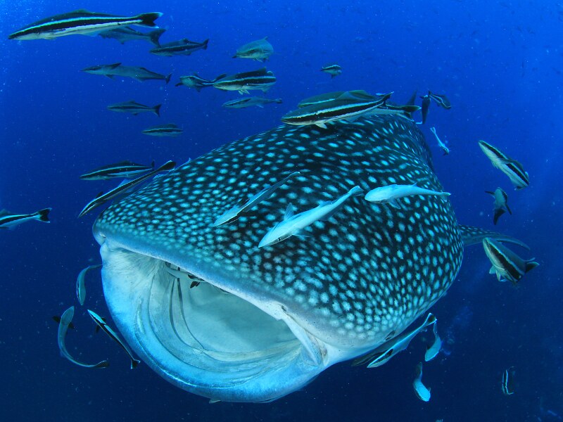 whale shark tours from Holbox - 2