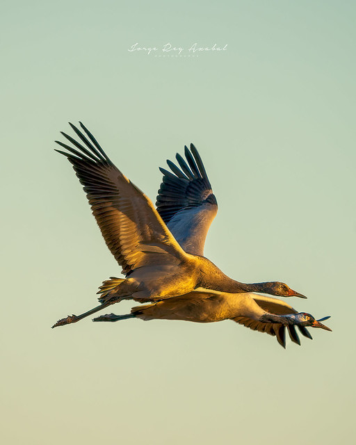 Crane's flying