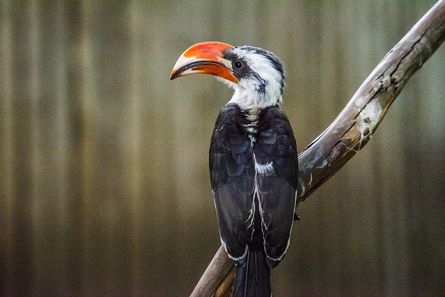Von der Decken’s Hornbill - Los Angeles Zoo