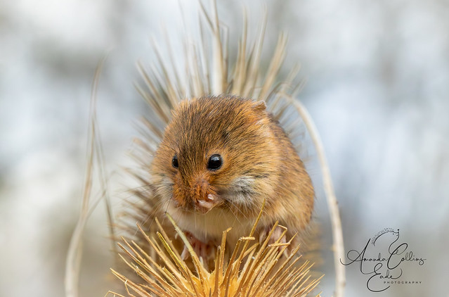 The Harvest Mouse guide to good manners after eating....