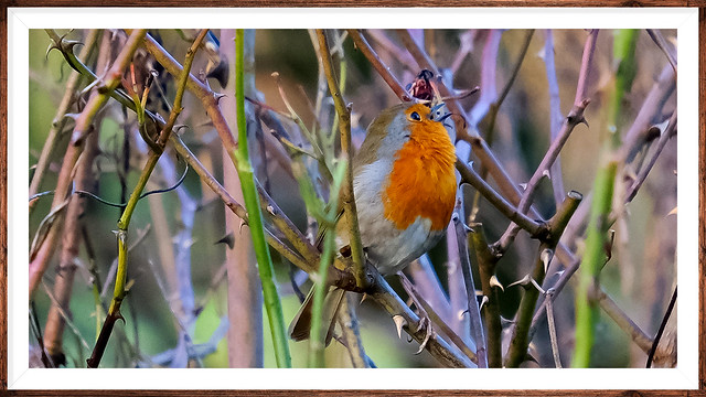 And the robin sings again..London.