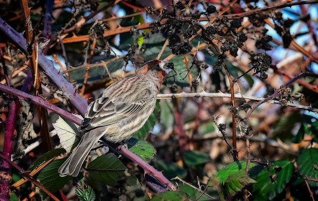 Plenty of winter seeds for now - House Finch (m)