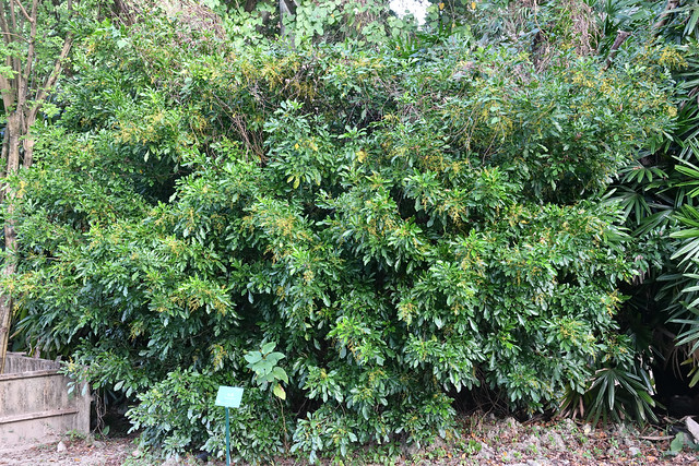 楝科 樹蘭屬 樹蘭 (全景01) 台北植物園 Aglaia odorata