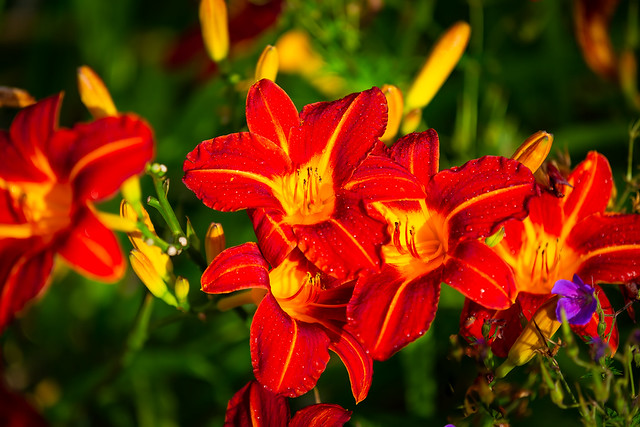 Red Day Lilies.
