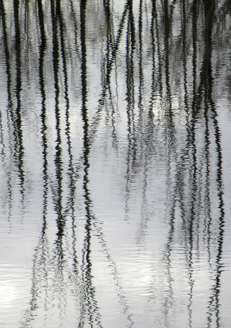 Reflections in the creek