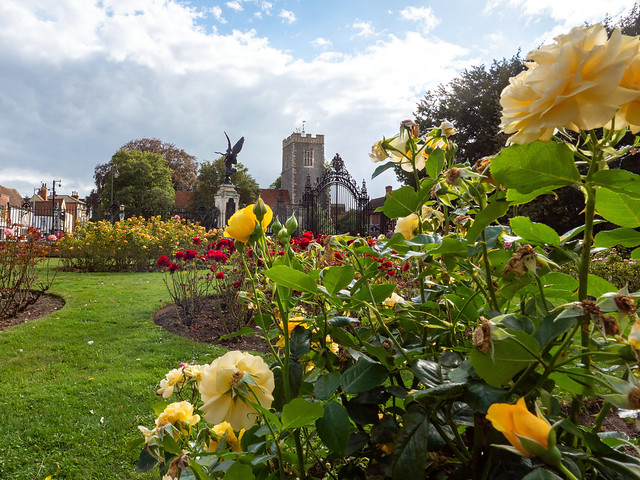 Rose garden in castle grounds Colchester UK