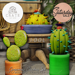 crate Ceramic Cactus Set for The Saturday Sale!