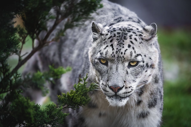 ❄️🐆 Snow Leopard