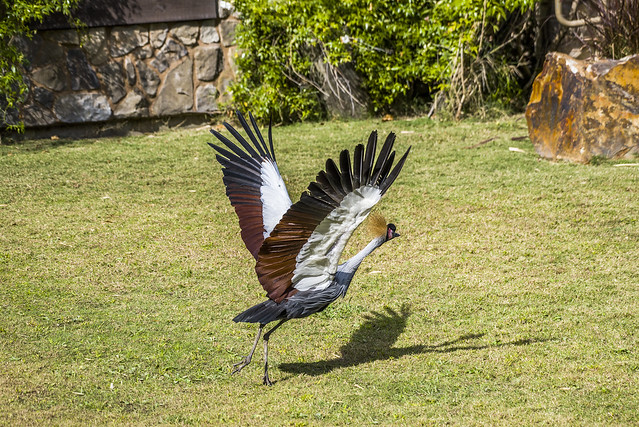 East African Gray-Crowned Crane - Los Angeles Zoo bird show